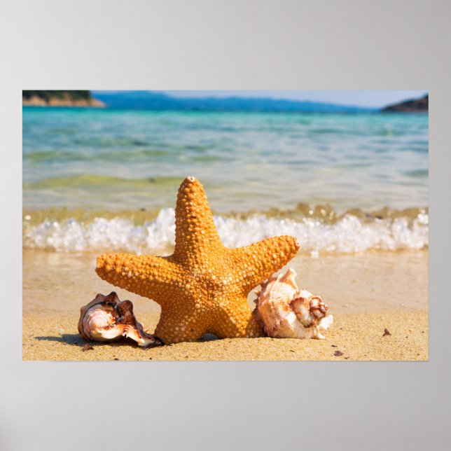 Starfish and Seashells on the Beach Poster (Front)