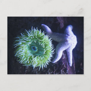 Starfish & Anemone Postcard