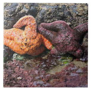 Starfish at Bob Creek, OR Ceramic Tile