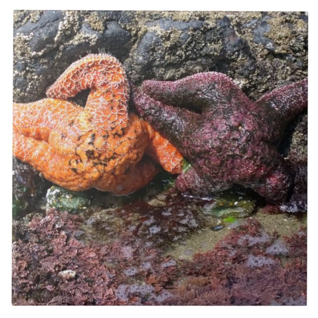 Starfish at Bob Creek, OR Ceramic Tile (Front)
