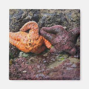 Starfish at Bob Creek, OR Magnet