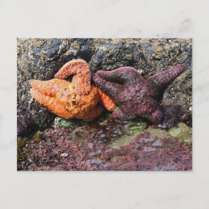 Starfish at Bob Creek, OR Postcard