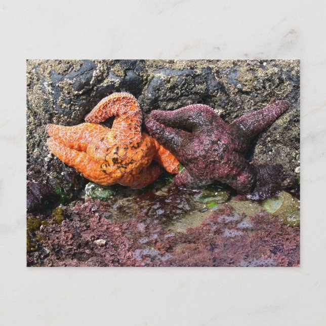 Starfish at Bob Creek, OR Postcard (Front)
