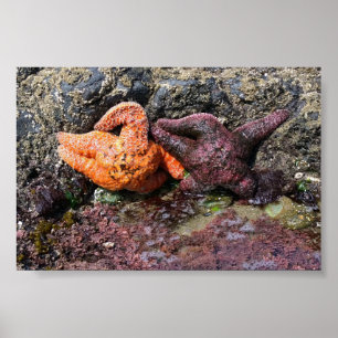 Starfish at Bob Creek, OR Poster