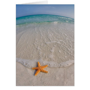 Starfish Beach Note Card