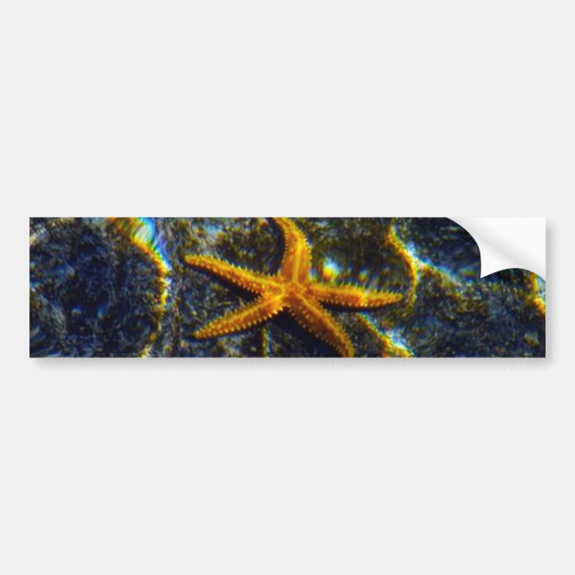 Starfish Bumper Sticker (Front)