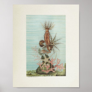 Starfish Coral Colour Art Print Marine Life