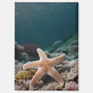 Starfish in the Deep Sea Magnet