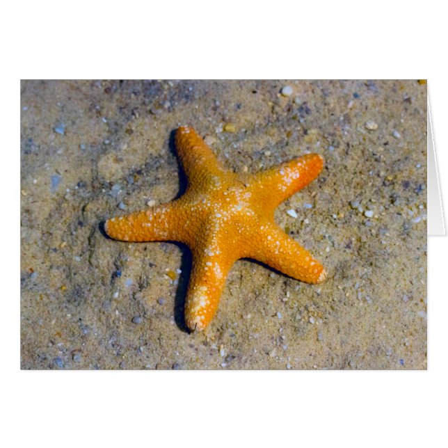 Starfish in the Sand (Front Horizontal)