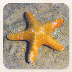 Starfish in the Sand Square Paper Coaster