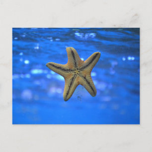 Starfish in the Sea Postcard