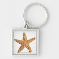 Starfish isolated on white