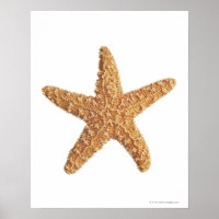 Starfish isolated on white