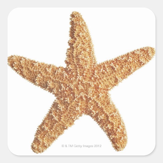 Starfish isolated on white square sticker (Front)