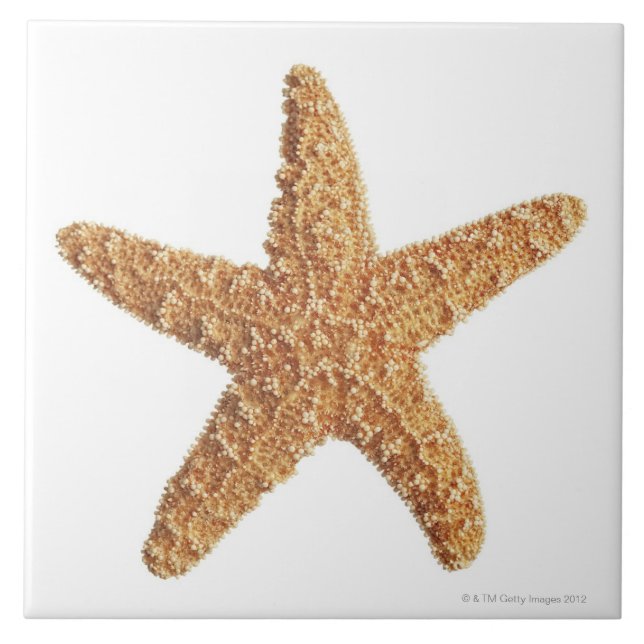 Starfish isolated on white tile (Front)