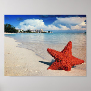 Starfish, Nassau, Bahamas Poster