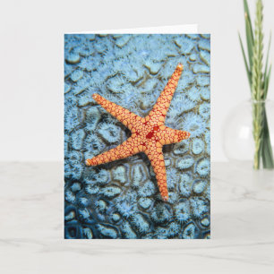 Starfish On A Coral With Polips Card