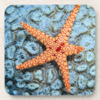 Starfish On A Coral With Polips