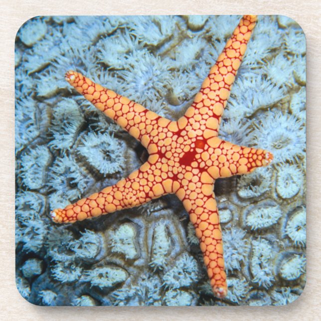 Starfish On A Coral With Polips Coaster (Front)