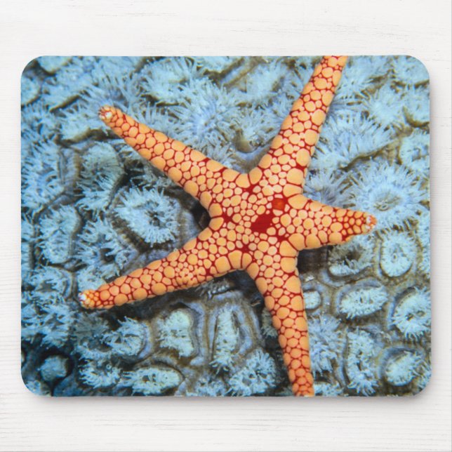Starfish On A Coral With Polips Mouse Pad (Front)