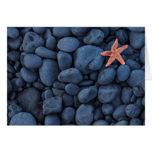 Starfish On Black Rocks Along The Coast Iceland