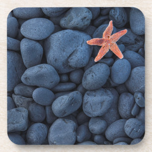 Starfish On Black Rocks Along The Coast Iceland Coaster