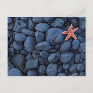 Starfish On Black Rocks Along The Coast Iceland Postcard