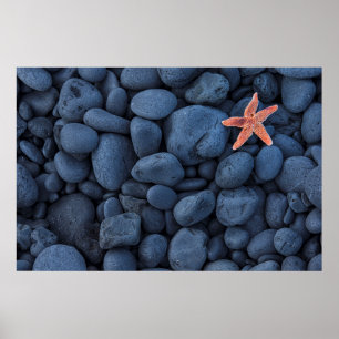 Starfish On Black Rocks Along The Coast Iceland Poster