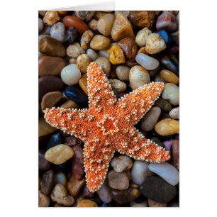 Starfish On Rocks