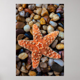 Starfish On Rocks Poster