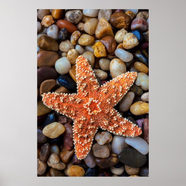 Starfish On Rocks Poster (Front)