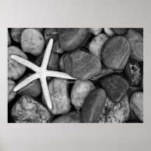 Starfish on Rocks
