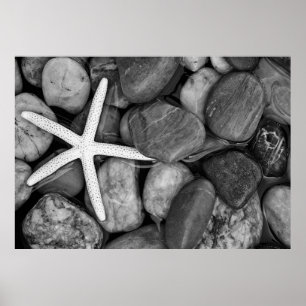 Starfish on Rocks Poster