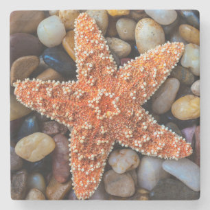 Starfish On Rocks Stone Coaster