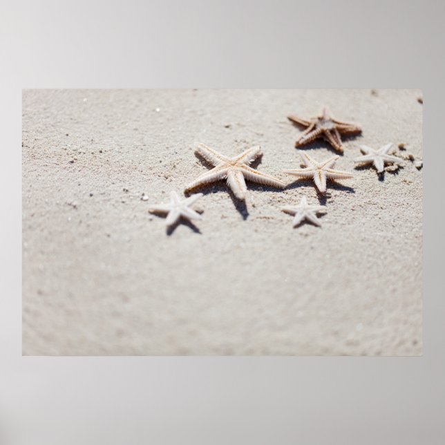 Starfish on sand poster (Front)