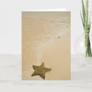 Starfish on sandy beach, Gibbs Cay Land and Card