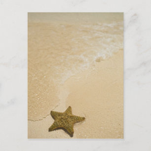 Starfish on sandy beach, Gibbs Cay Land Postcard