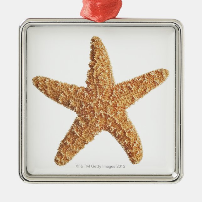 Starfish on White Metal Tree Decoration (Front)