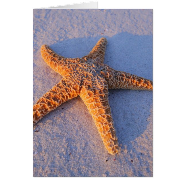 Starfish On White Sand (Front)