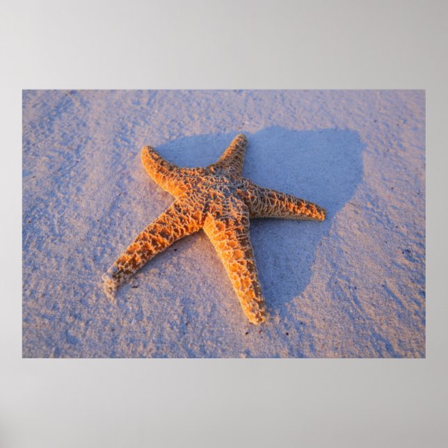 Starfish On White Sand Poster (Front)