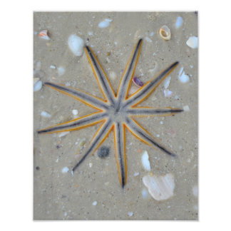 Starfish Photo Print