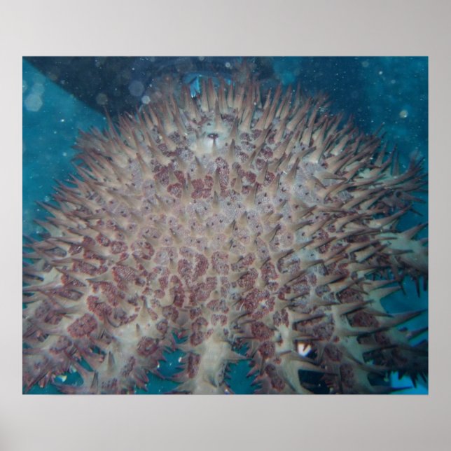 Starfish Photography Poster (Front)