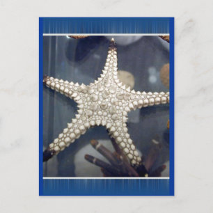 Starfish Postcard