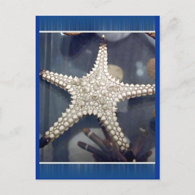 Starfish Postcard (Front)