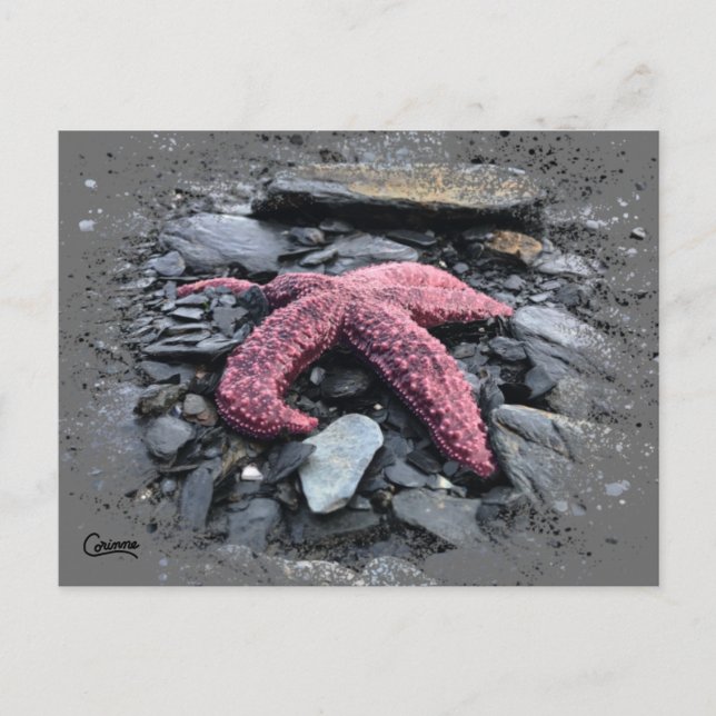 Starfish - Postcard (Front)