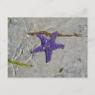 Starfish Postcard
