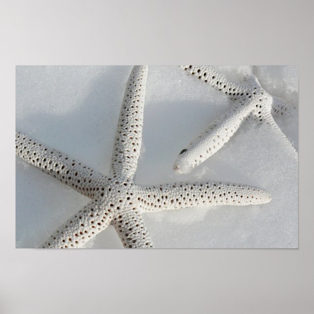 Starfish Poster (Front)