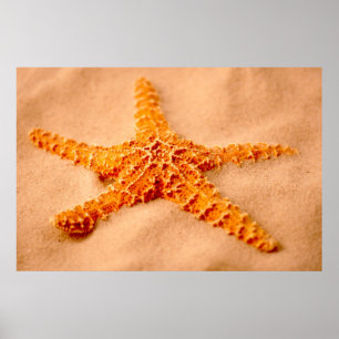 Starfish Poster