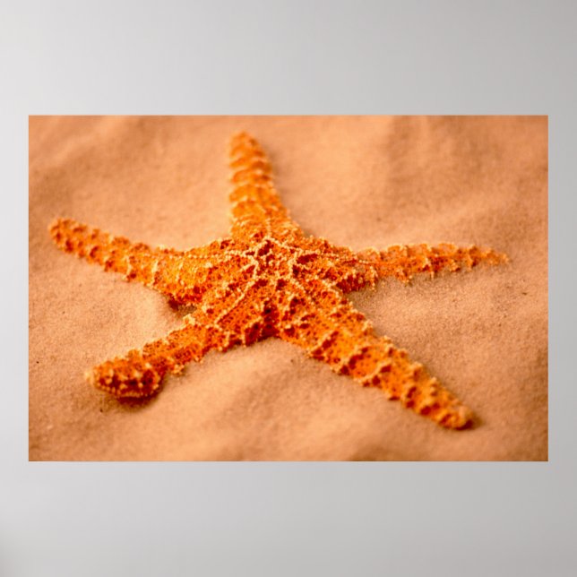 Starfish Poster (Front)