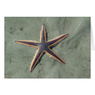 Starfish Purple sea star on beach